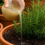 The Best Tea for Mornings and After Dinners: A Powerful Herbal Blend