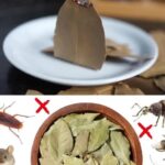 The Most Potent Herb That Destroys Parasites, Urinary Tract & Bladder Infections, Herpes, and Flu Viruses