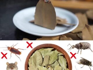 How to Use Bay Leaves to Naturally Repel Household Pests - Diy Home ...