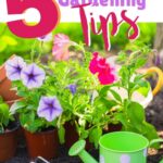How to Grow Beautiful Pansies Indoors
