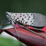 Are Ladybugs Good or Bad for Plants?