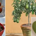 The Secret Power of Burying a Banana Before Planting Peppers