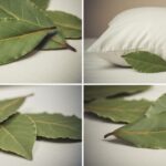 The Hidden Power of Dog Rose (Rosa canina): 10 Surprising Health Benefits and How to Use It