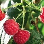 Date Seed Coffee: A Caffeine-Free Alternative with Surprising Benefits
