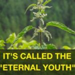 The Power of Wild Lettuce Sap: How to Collect, Use, and Benefit from It