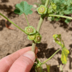 10 Best Plants for Companion Planting With Tomatoes