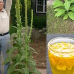 How to grow blueberries in a pot at home