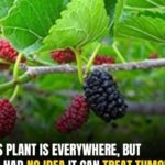 Stop Buying Ginger from Store: Grow an Endless Supply at Home in a Pot