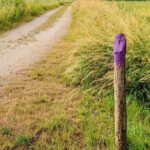 Yarroway: The Herb That Can Save the Day