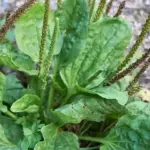 Maybe you’ve seen this plant growing everywhere, but you never knew its power