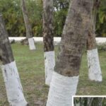 These are the long-term effects of avocados on our kidneys and not everyone tells you.