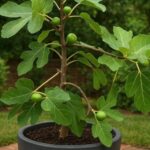 How to build a Walipini Greenhouse to grow food year-round