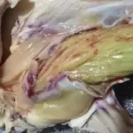 This Shouldn’t Have Been There