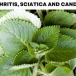 How to Use Garlic to Get Rid of Pests: Mice, Flies, Lice, Cockroaches, Lizards, Mosquitoes, and Kitchen Cockroaches