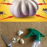 Oregano: Nature’s Small but Mighty Healer