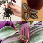 Say Goodbye to Dog and Cat Urine with This Home Remedy