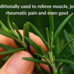 Wow, I had no idea you could make bread with just 2 ingredients!