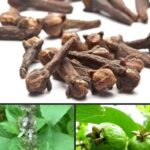 Reusing Pistachio Shells: How to Turn Them Into Powder and Use It in Your Garden