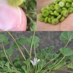 How to build a Walipini Greenhouse to grow food year-round