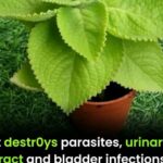 Discover the unsuspected virtues of this leaf: renal detox, regulation of uric acid and bl00d pressure balance