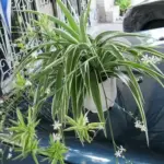 This may be the first sign of Alzheimer’s: In 80% of cases, people will develop the disease