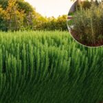 Place Bay Leaves in the Corners of Your Kitchen – Here’s the Ancient Reason Why