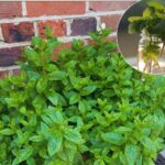 The Hidden Powers of Rosemary Bush – And Why You Should Plant It by the Door