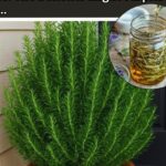 How To Grow Mint At Home In Water Without Soil