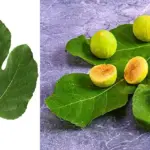 Bay Leaf The Natural Wrinkle Eraser for Ageless Beauty