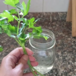 Guide to Common Frostings