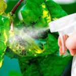 The Best Way To Use Vaseline and Lemon on Skin for Dark Spots, Wrinkles & Glowing Skin