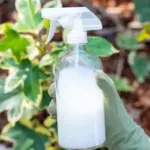 The effective home remedy against aphids used by gardeners: You have it in the kitchen