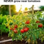 I dusted a thick layer of plain cornstarch onto the topsoil of my sluggish spring seedlings. 10 days later, this is what happened