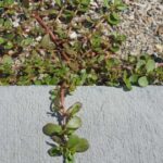 13 Soup Recipes To Make In The Slow Cooker This Winter