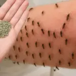 Lady stuffs a plastic bag with fiberfill and dangles crystal beads. This front door hack is blowing up right now