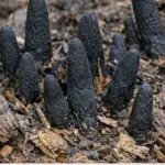 Soak leftover squeezed lemon halves and 1 common liquid and you will never go back