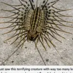 Everyone Uses Frozen Berries… But Almost No One Knows This Safety Step