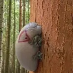 Here’s What to Do If You Spot a Lone Star Tick