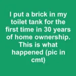 Found this small, hard, brown pill-shaped object behind my kitchen cabinet. It has a weird ridge on the side and looks like a dried bean. What is this?