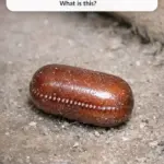 I soaked my feet in Listerine and white vinegar for 14 days straight. This is what happened