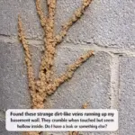 Mama smothers pork chops in cola soda in casserole. This recipe is to die for