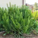 Drill Holes in a Metal Trash Can? This Simple Backyard Hack Creates a Stunning Feature