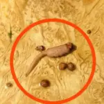 This vegetable restores vision and cleanses fat from the colon and liver