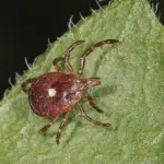 We Found This Strange Object on a Tree—What Is It?