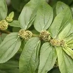 Plantago major (Broadleaf Plantain): Benefits, Uses, Nutrition, and How to Identify This Common Edible Weed