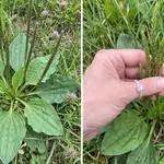 Euphorbia Hirta: 9 key health benefits of this versatile plant