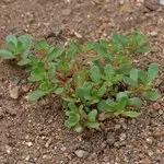 How to make an Automatic Vegetable Waterer Using a Plastic Bottle