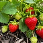 Tiny Seeds, Big Health: Unlocking the Hidden Power of Grape Seeds