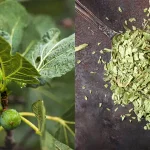 Shepherd’s Purse (Capsella bursa-pastoris): A Medicinal Herb with Powerful Benefits