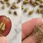 The Surprising Power of Kiwi Peels: Why You Should Stop Throwing Them Away
